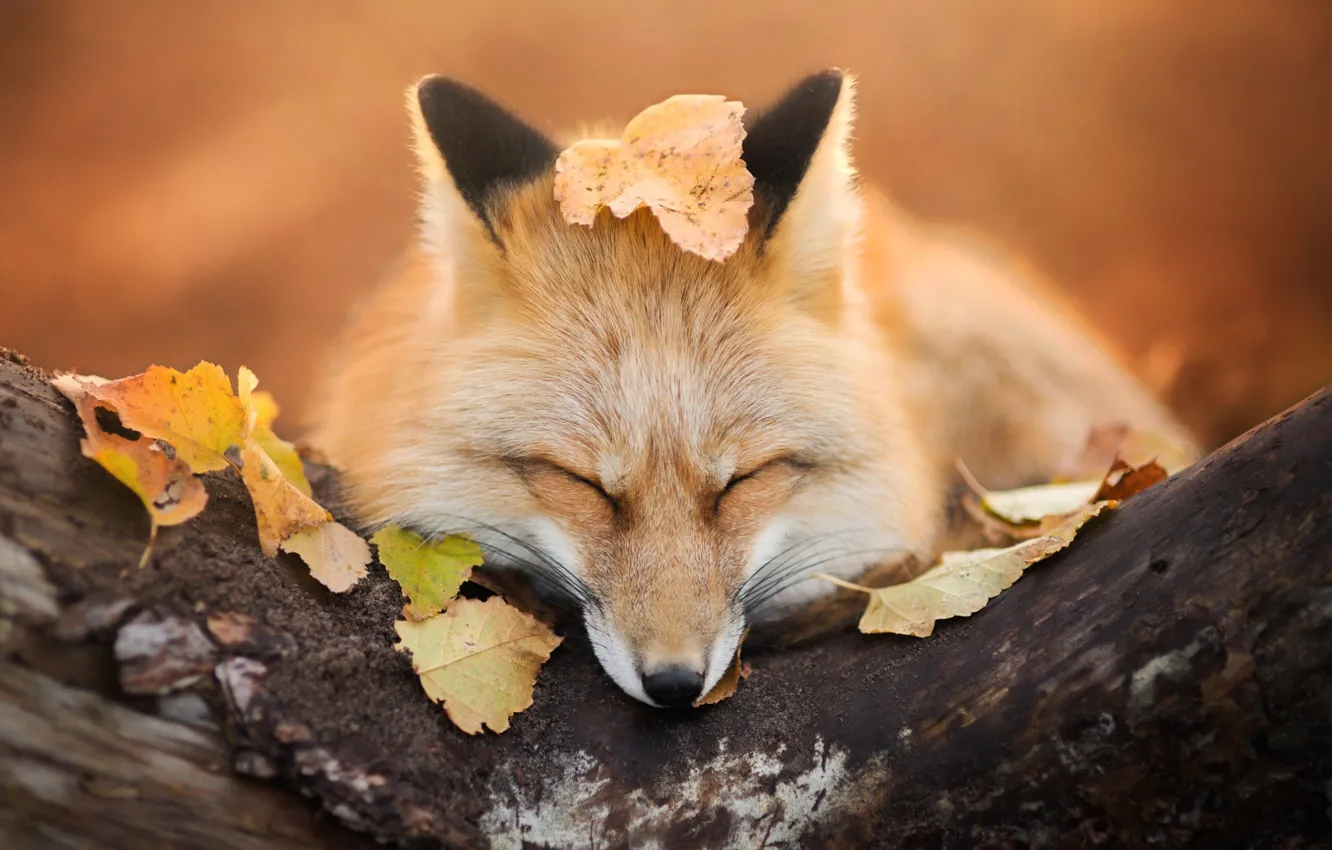 Photo wallpaper autumn, foliage, Fox, Fox, fox