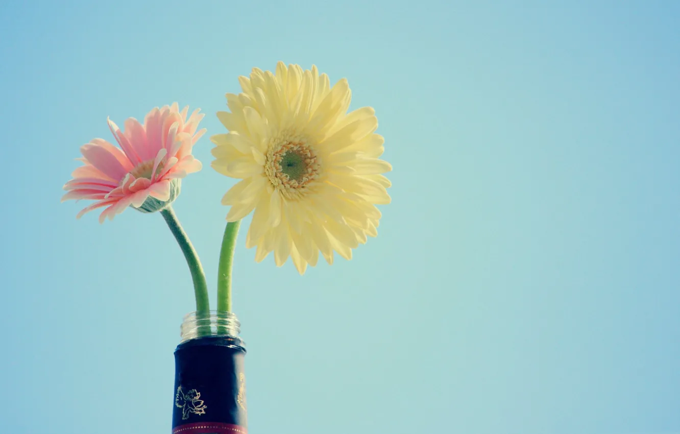 Photo wallpaper bouquet, petals, gerbera
