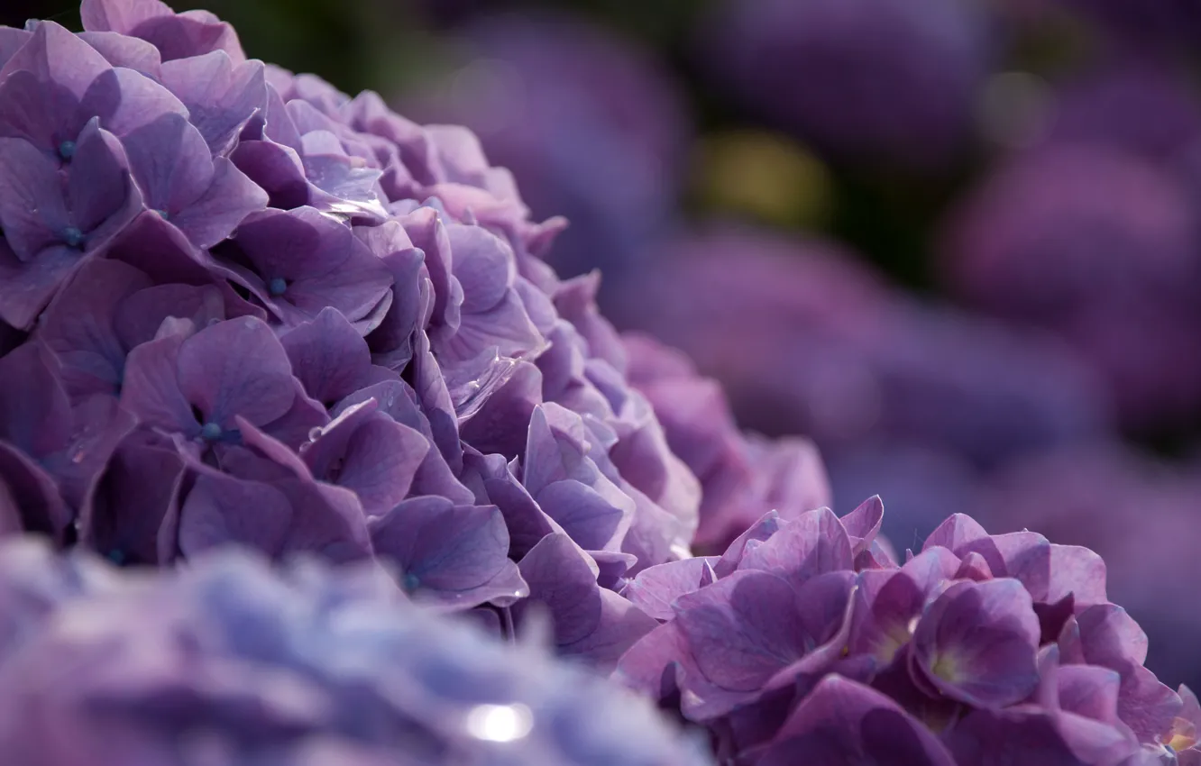 Photo wallpaper macro, flowers, Bush, bokeh, hydrangea