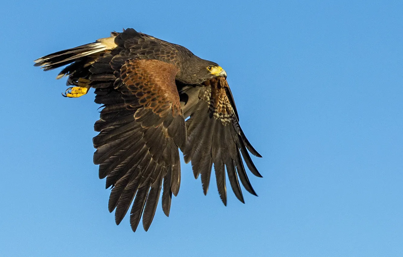 Photo wallpaper flight, bird, wings, predator, beak, hawk, desert Buzzard
