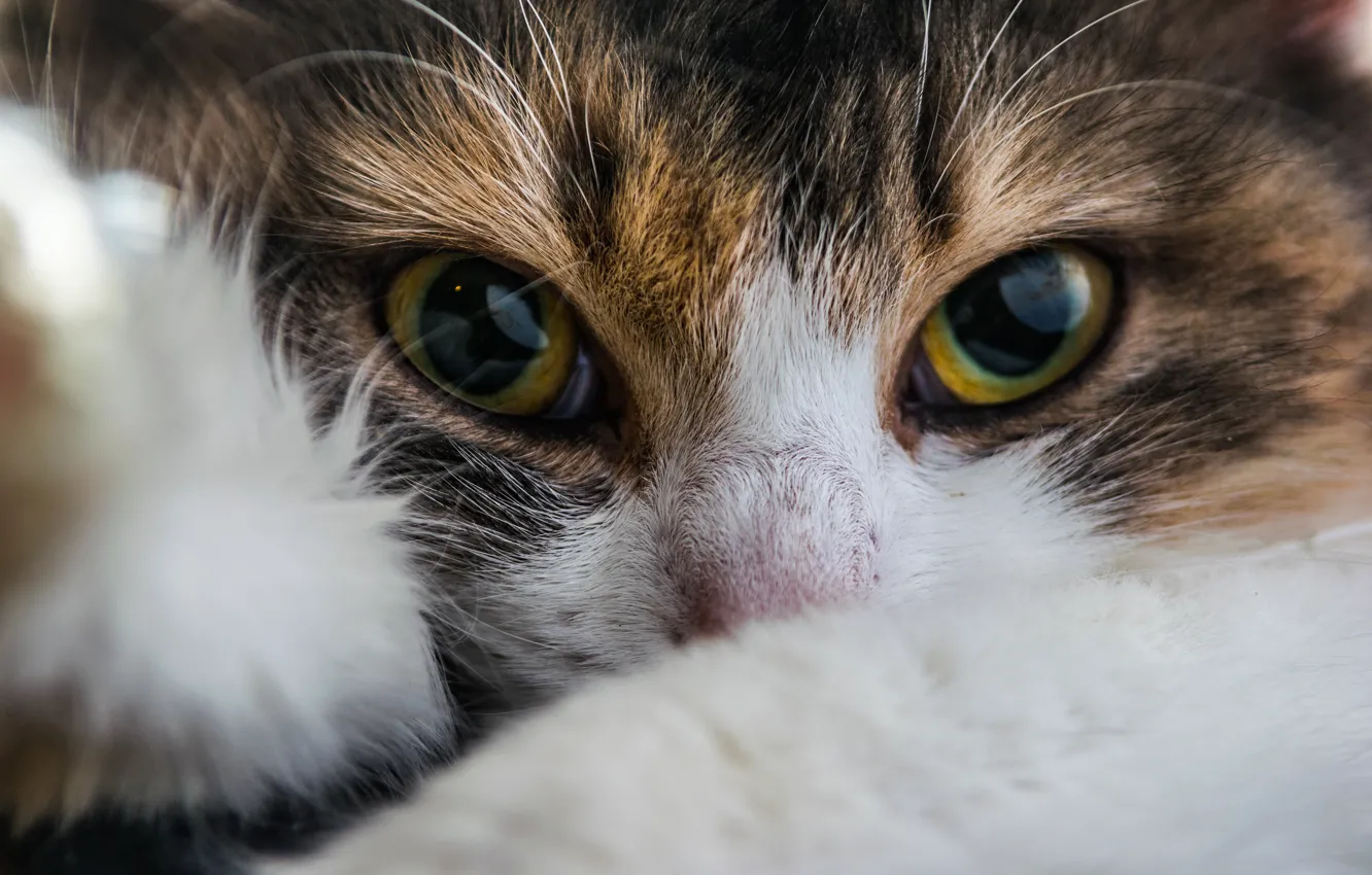 Photo wallpaper cat, eyes, look, muzzle, cat