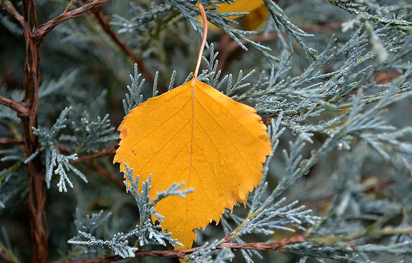 Photo wallpaper leaves, macro, nature