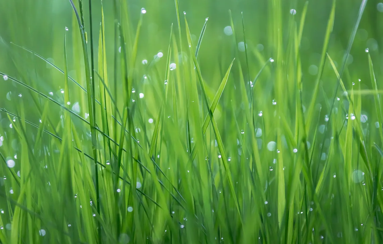 Photo wallpaper grass, drops, Rosa, plant, texture, meadow
