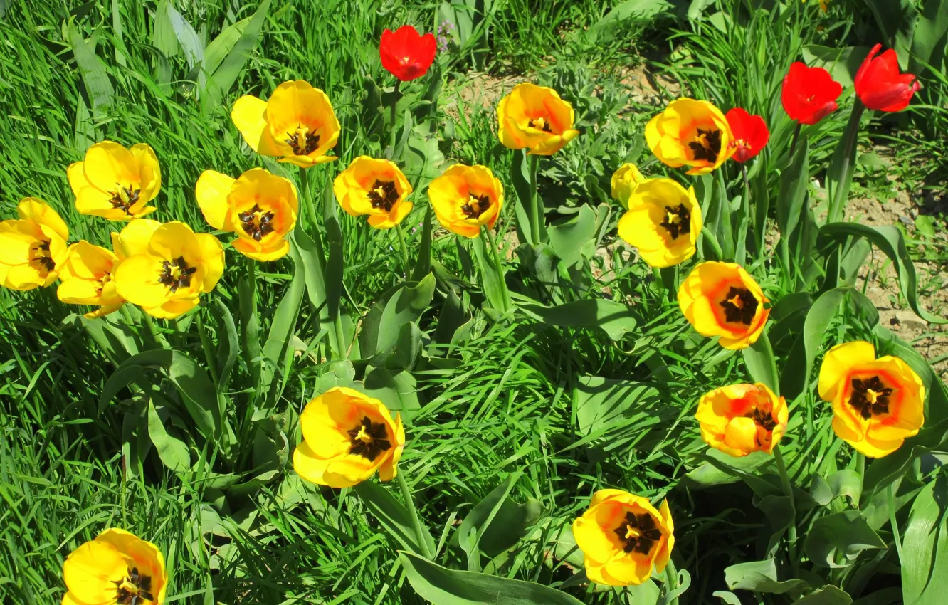 Photo wallpaper tulips, flowerbed, yellow tulips, tulips are red, Meduzanol ©, summer 2018