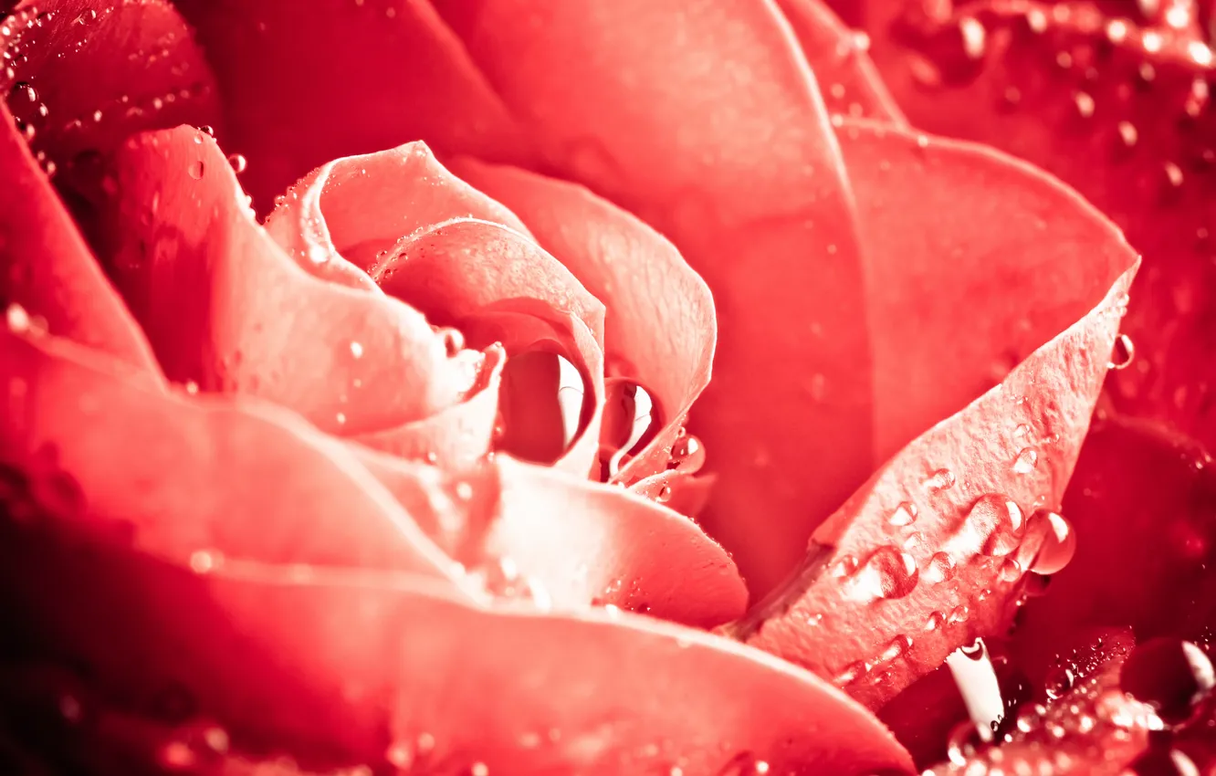 Photo wallpaper flower, drops, macro, flowers, Rosa, rose, roses, petals