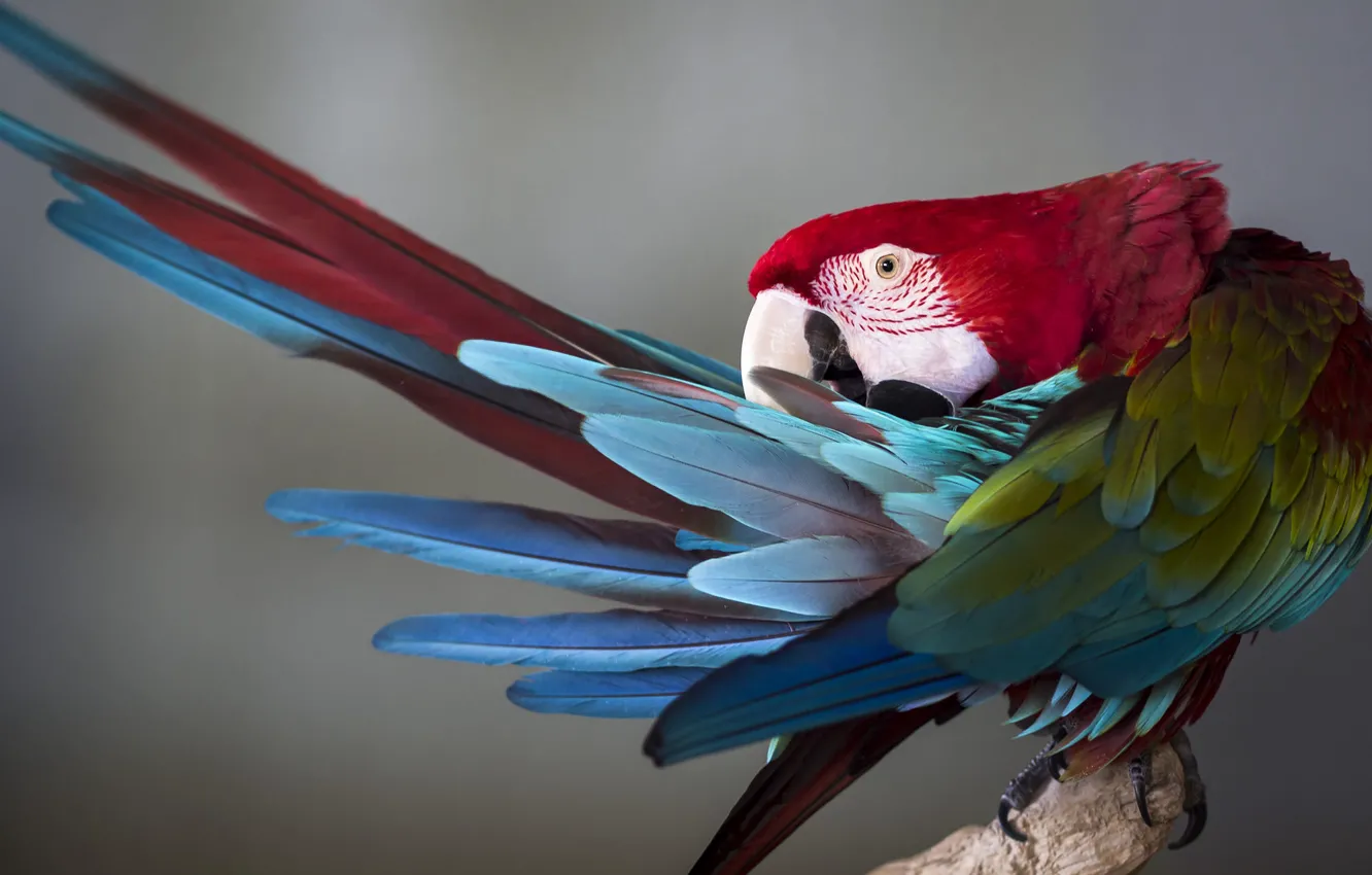 Photo wallpaper background, bird, parrot, feathers