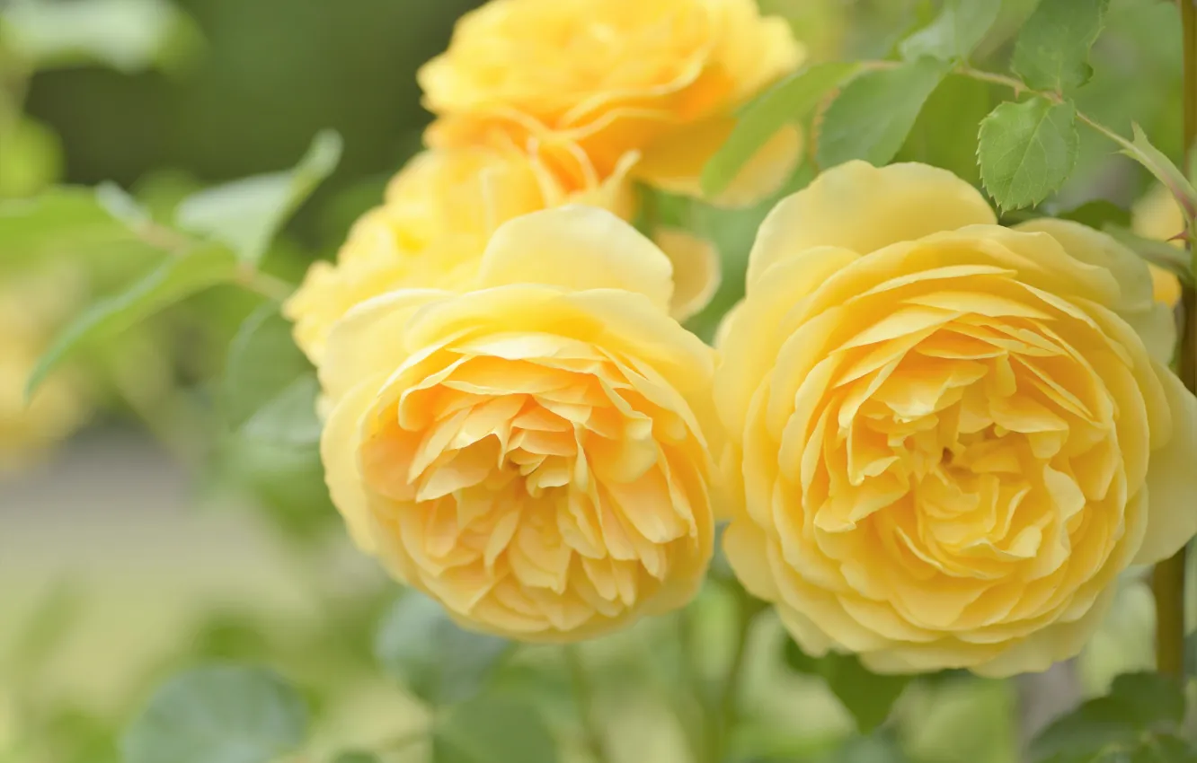 Photo wallpaper yellow, roses, bokeh
