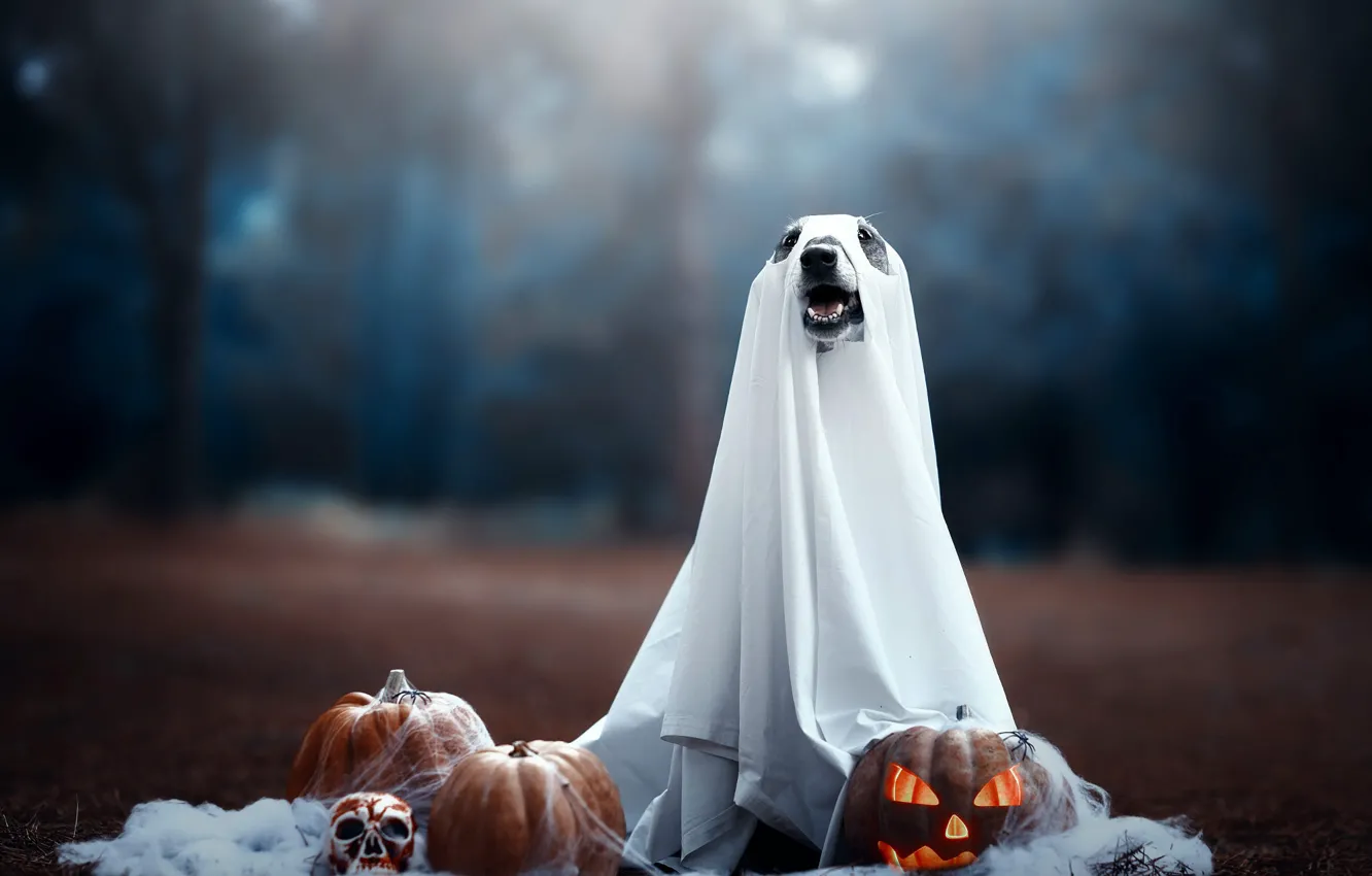 Photo wallpaper autumn, forest, eyes, look, nature, pose, Park, holiday