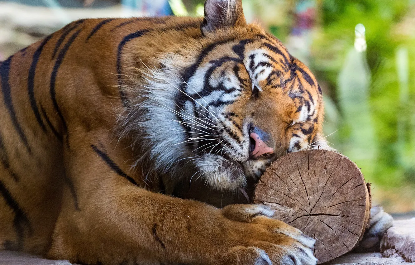 Photo wallpaper look, face, tiger, pose, background, stay, sleep, portrait