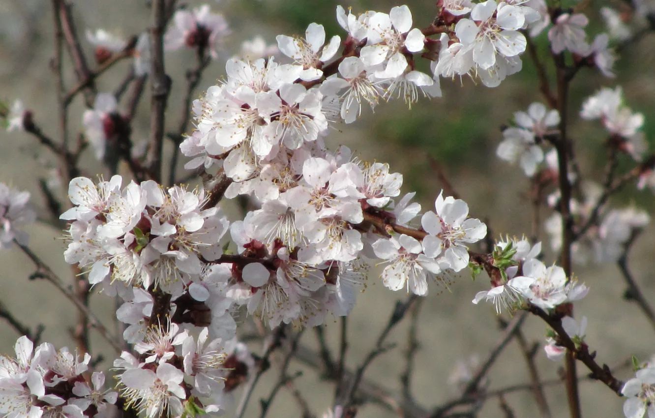 Photo wallpaper spring, blooming, apricots