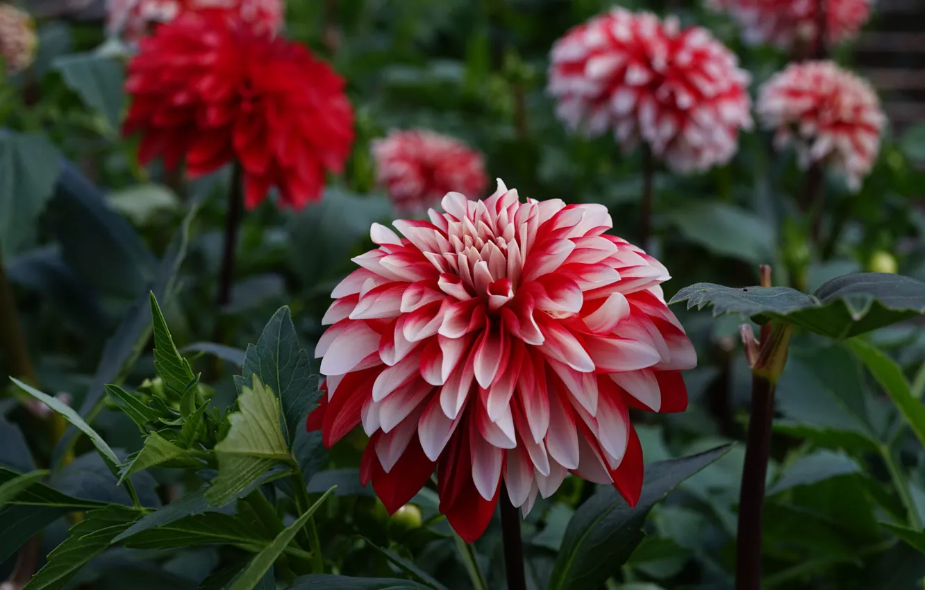 Photo wallpaper flowers, garden, flowerbed, bokeh, dahlias, Red-white