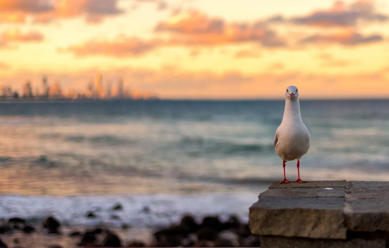 Photo wallpaper sea, sunset, bird