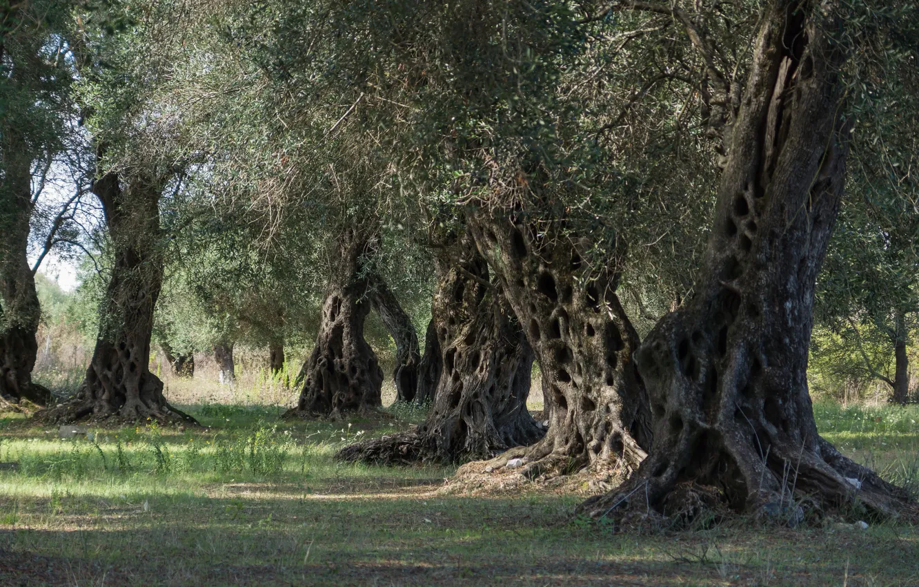 Photo wallpaper trees, evil, olive