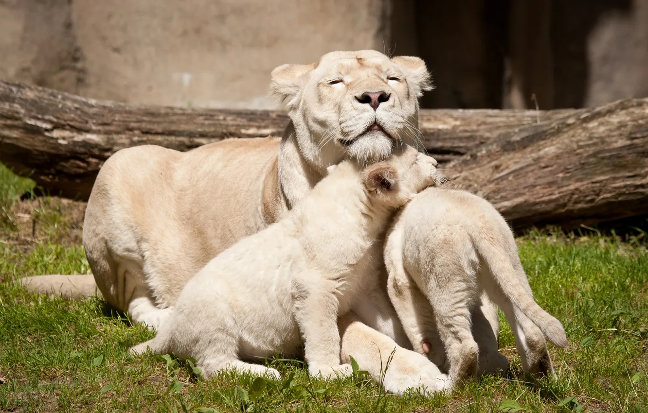 Photo wallpaper cats, family, lioness, white lions, lion, cubs