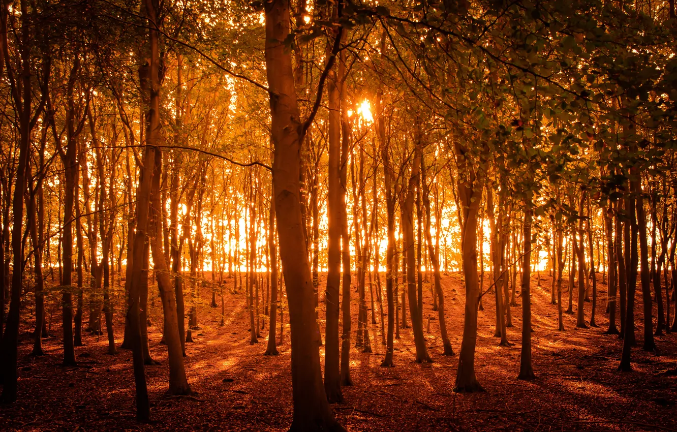 Photo wallpaper autumn, trees, nature