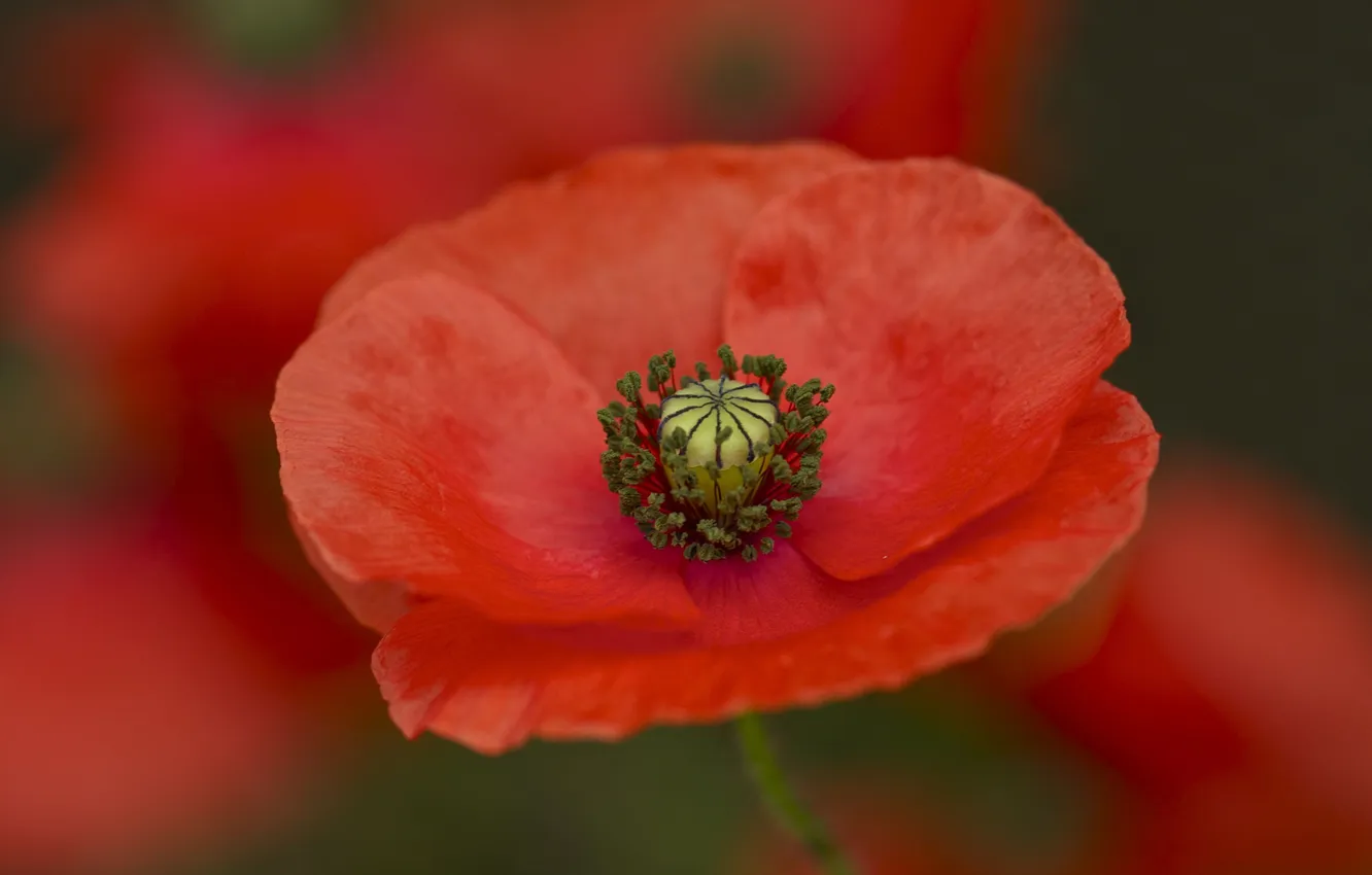 Photo wallpaper macro, nature, Mac, petals