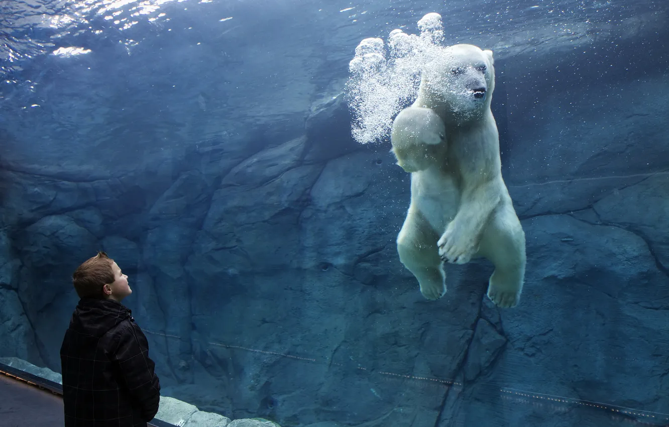 Photo wallpaper boy, bear, zoo