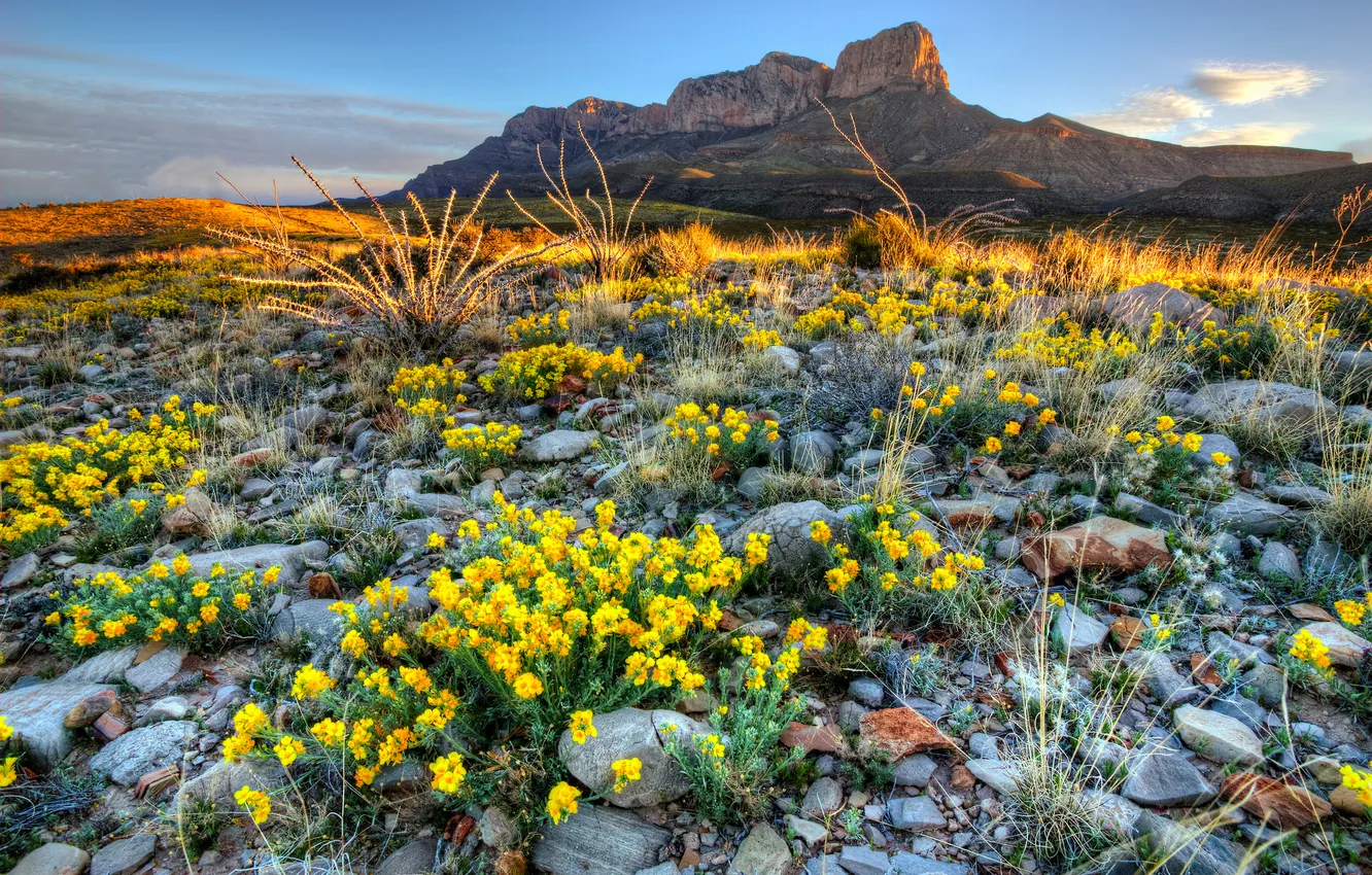 Photo wallpaper the sky, flowers, mountains, stones, dawn
