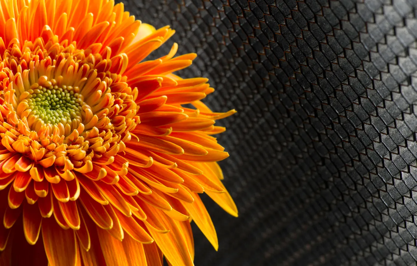 Photo wallpaper flower, macro, orange
