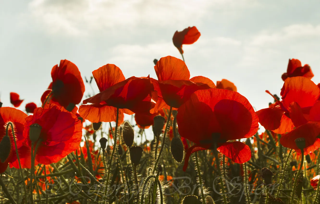 Photo wallpaper field, the sky, red, Maki, buds