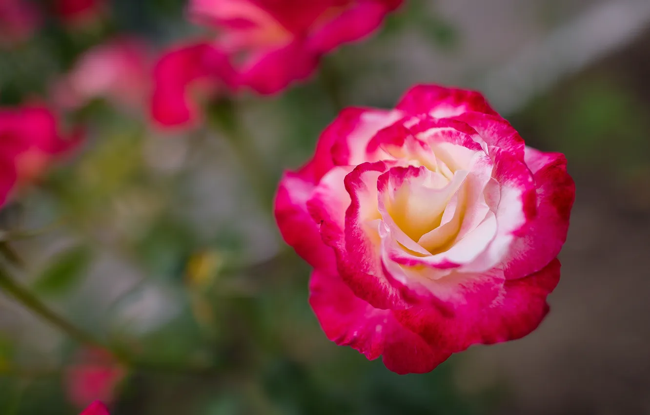 Photo wallpaper macro, nature, roses, petals, buds