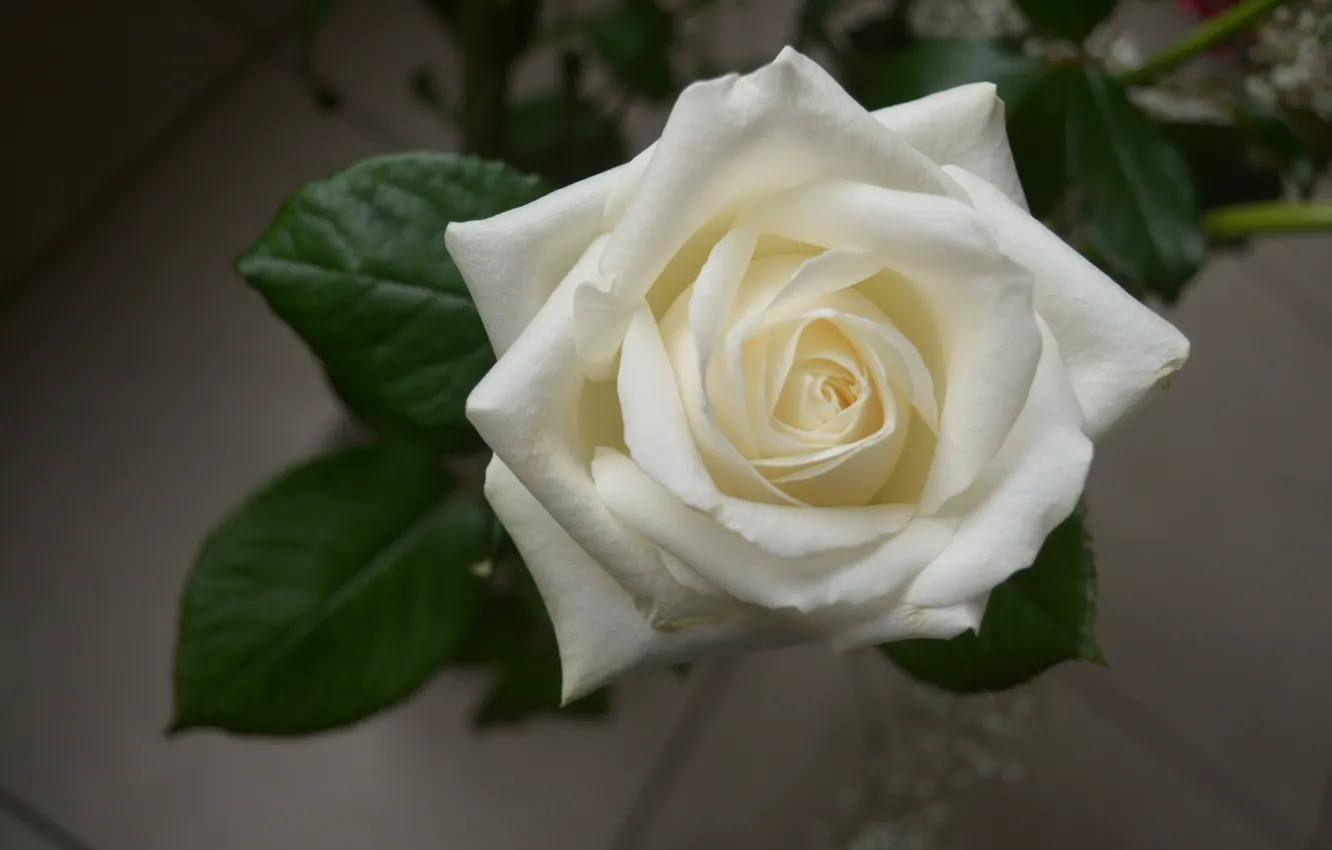Photo wallpaper macro, rose, petals, white rose