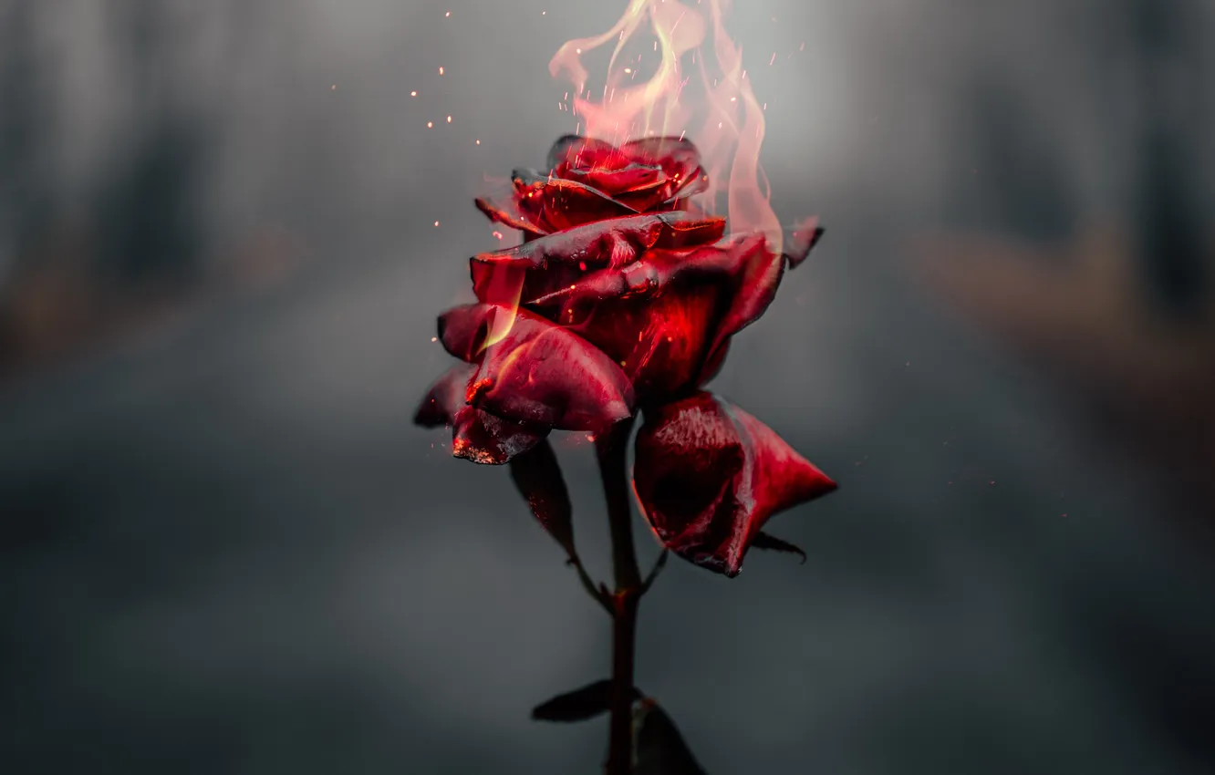 Photo wallpaper flower, flame, rose, flame, rose, flower, bokeh, bokeh