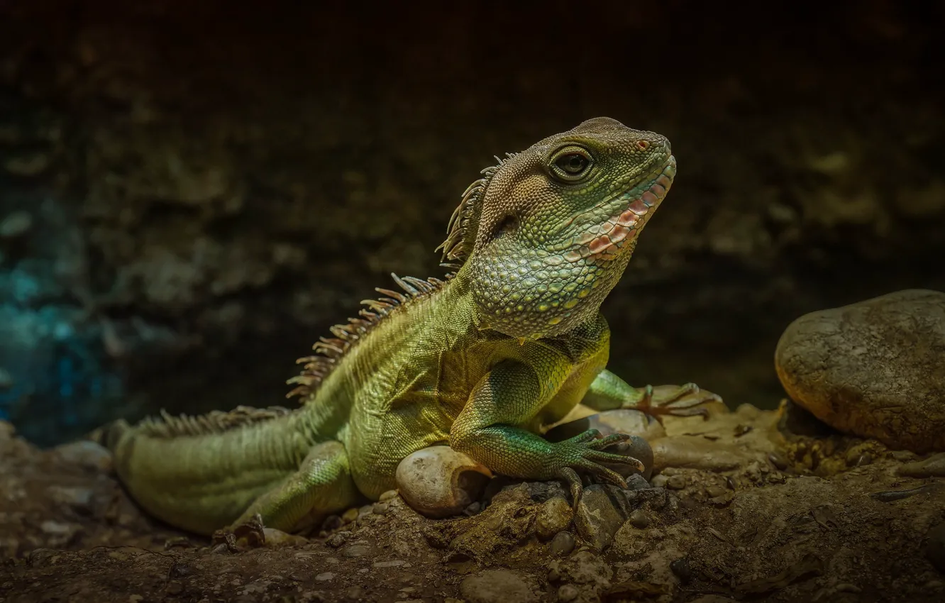 Photo wallpaper stones, lizard, iguana, reptile