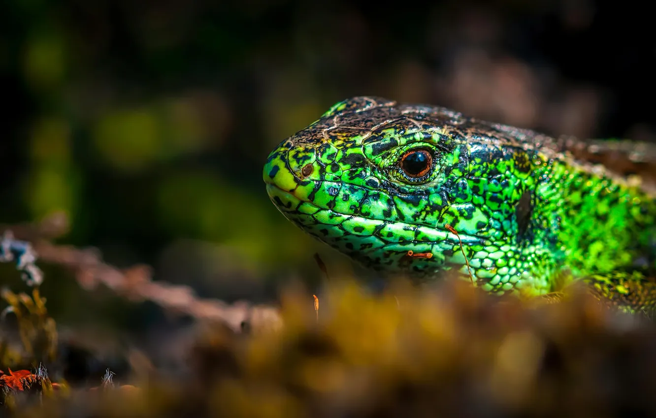 Photo wallpaper grass, portrait, lizard
