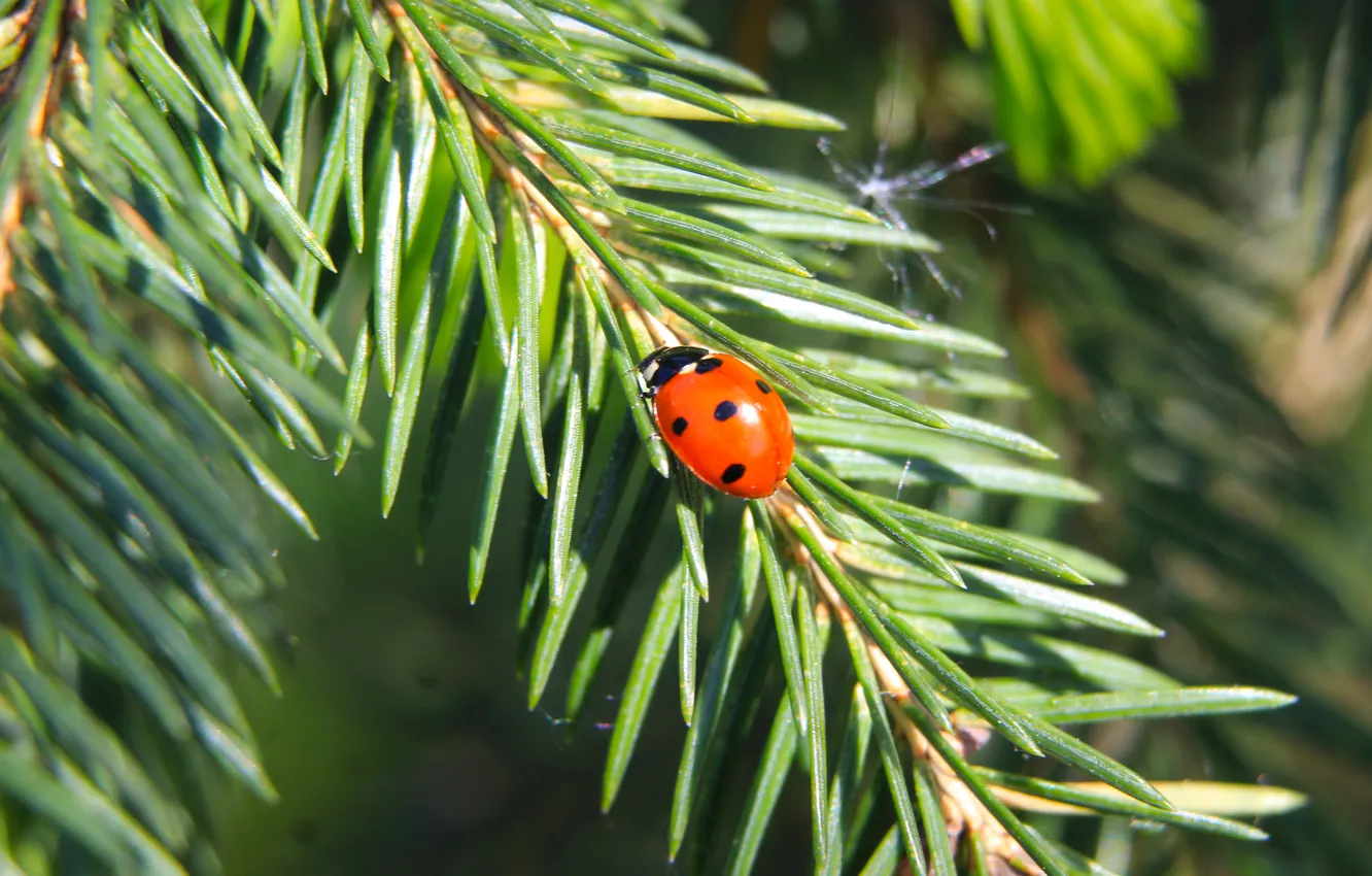 Photo wallpaper red, insect, spruce, ladybird, twig