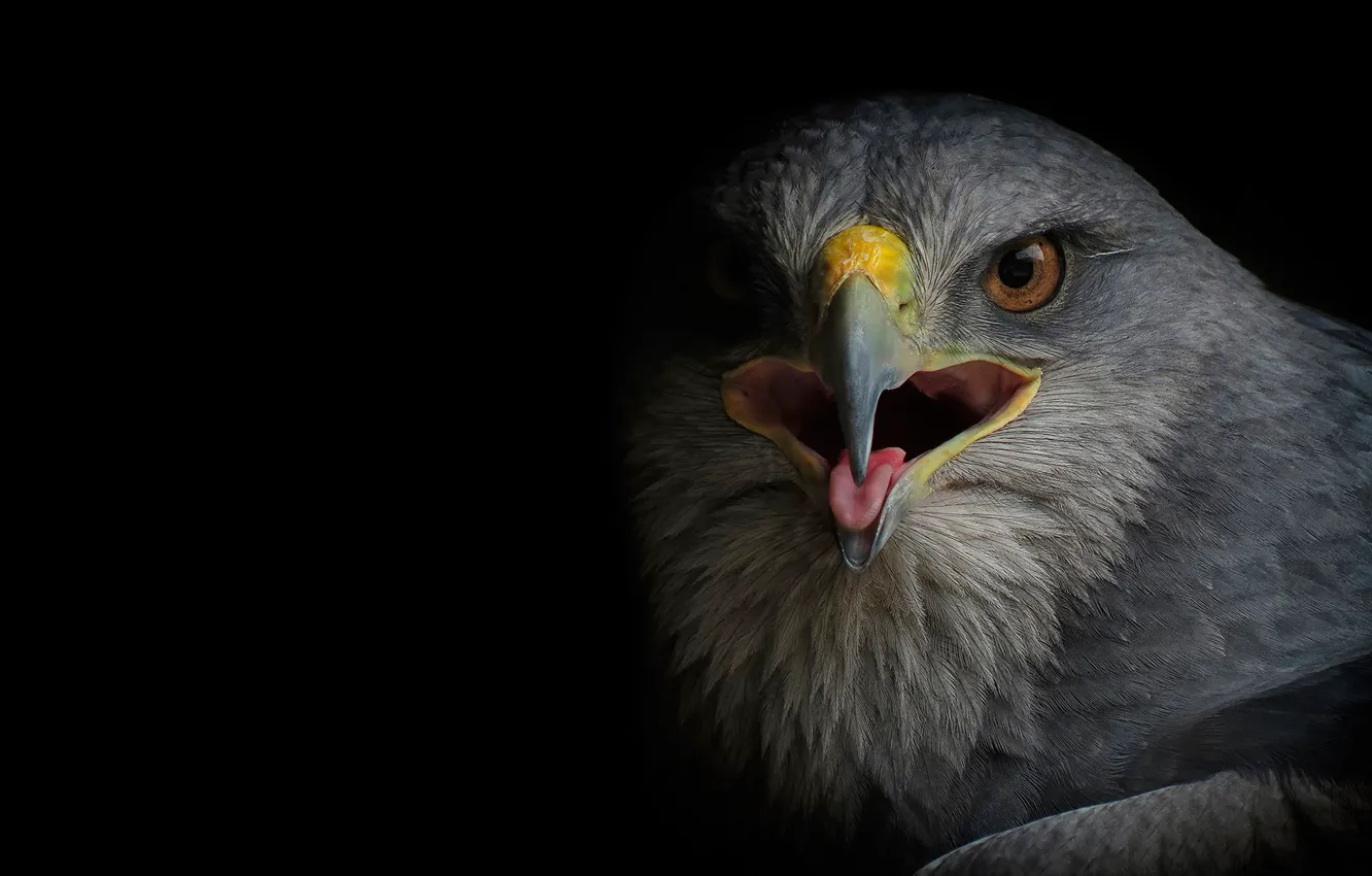 Photo wallpaper bird, predator, Falcon, Buzzard, Sarich