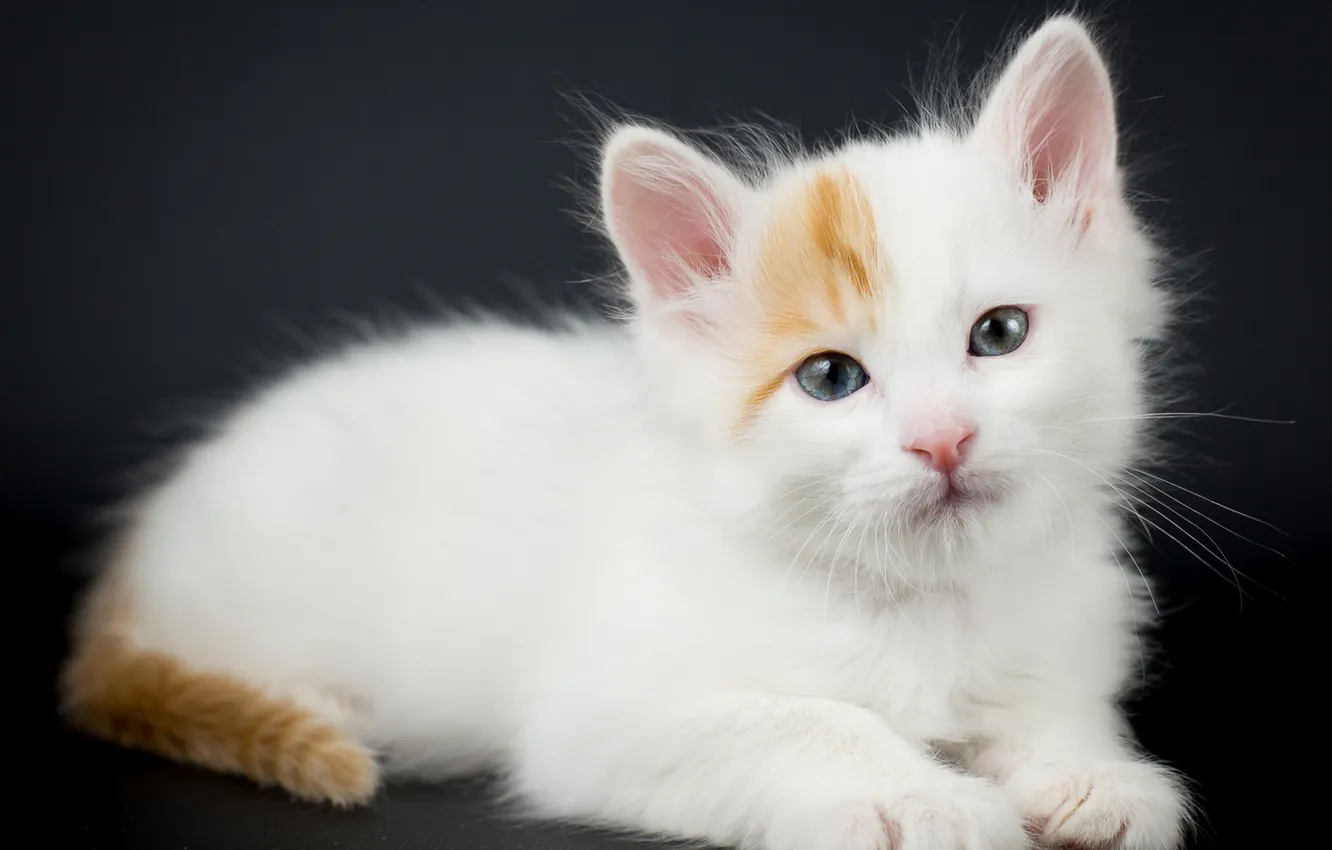 Photo wallpaper cat, white, look, pose, the dark background, baby, lies, kitty