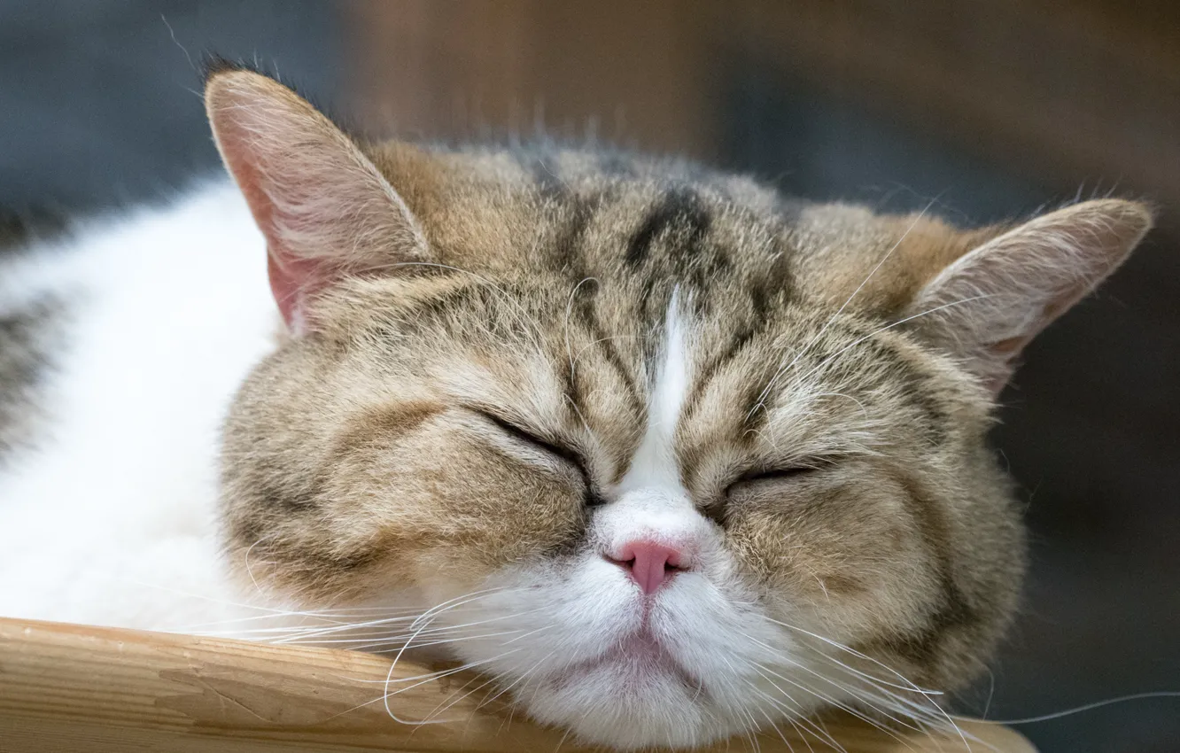 Photo wallpaper cat, face, sleeping