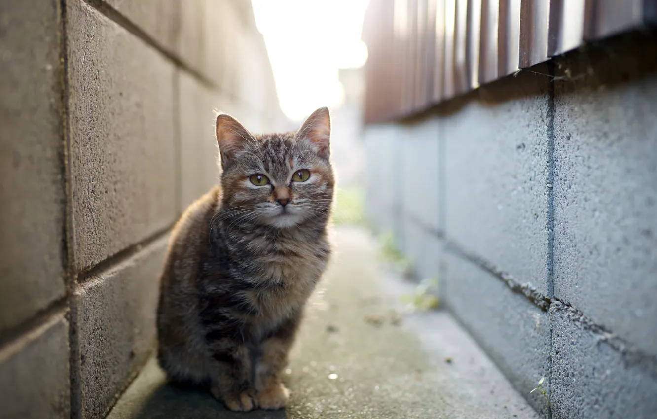 Photo wallpaper cat, look, street