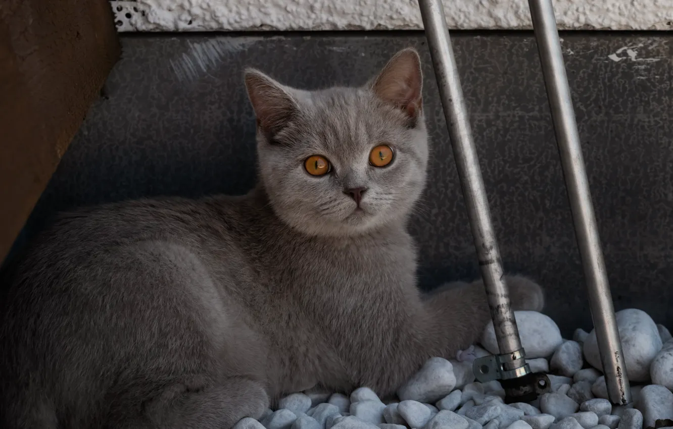 Photo wallpaper cat, cat, look, face, metal, pipe, pose, stones