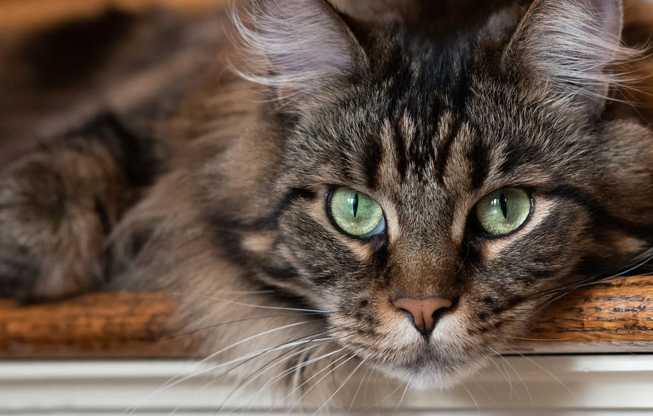 Photo wallpaper cat, look, muzzle, cat