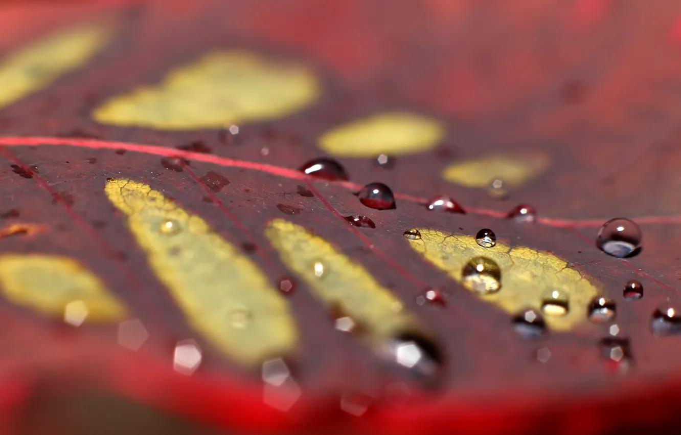 Photo wallpaper autumn, leaves, drops