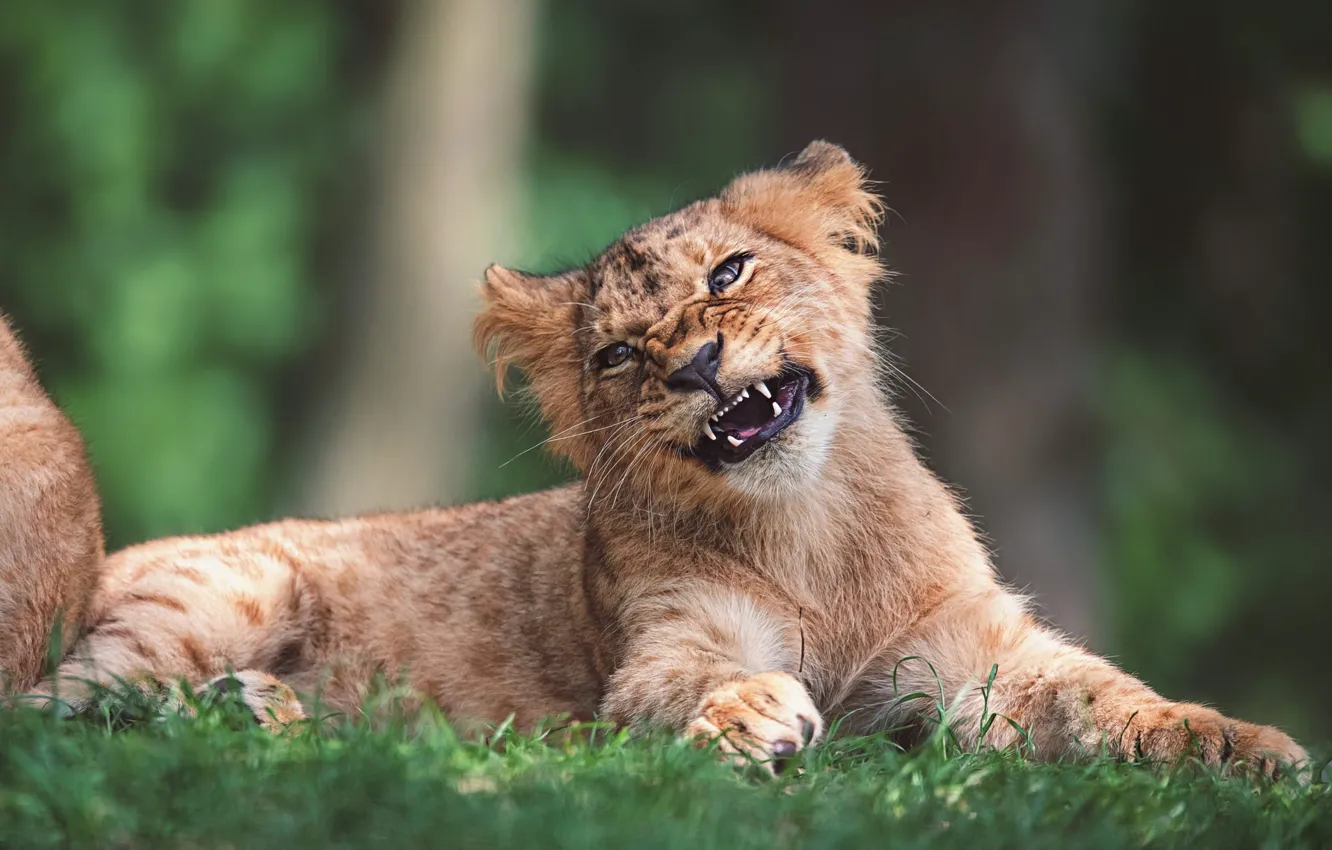 Photo wallpaper nature, baby, lion