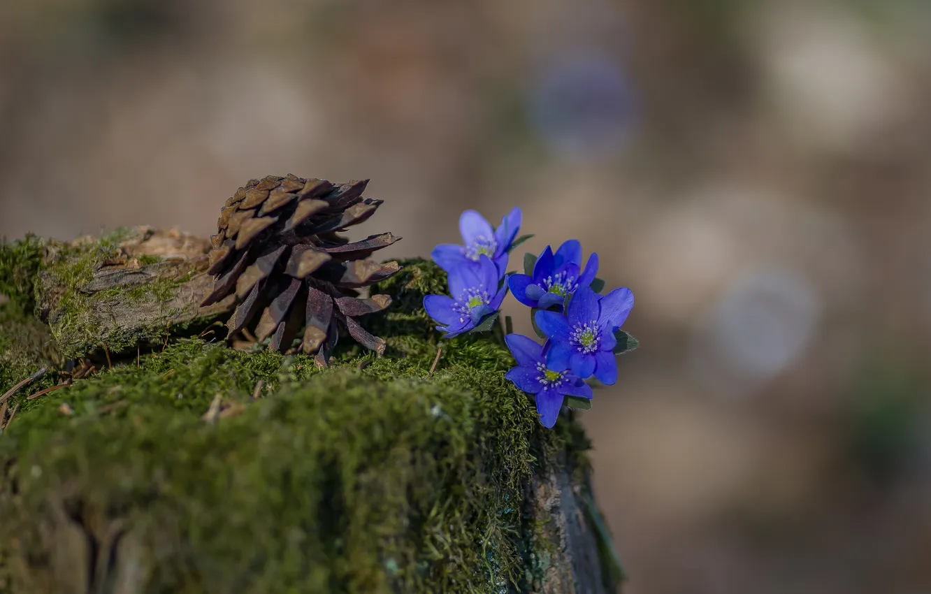 Photo wallpaper forest, flowers, nature, moss, stump, The lump is lying