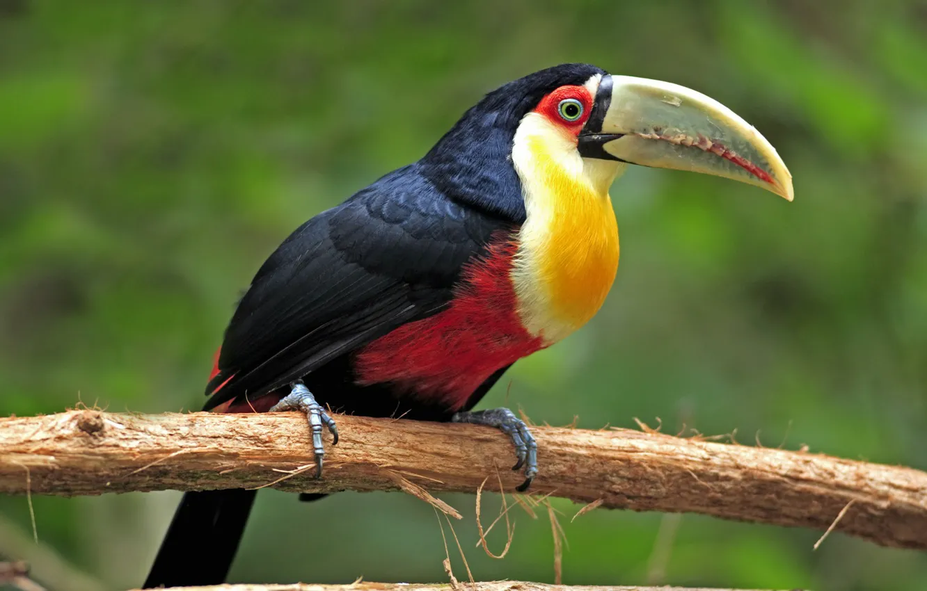 Photo wallpaper nature, Toucan, exotic birds