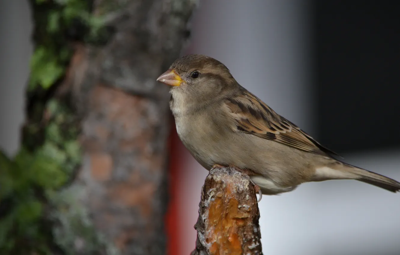 Photo wallpaper Park, grey, bird, Sparrow, brown, Latvia