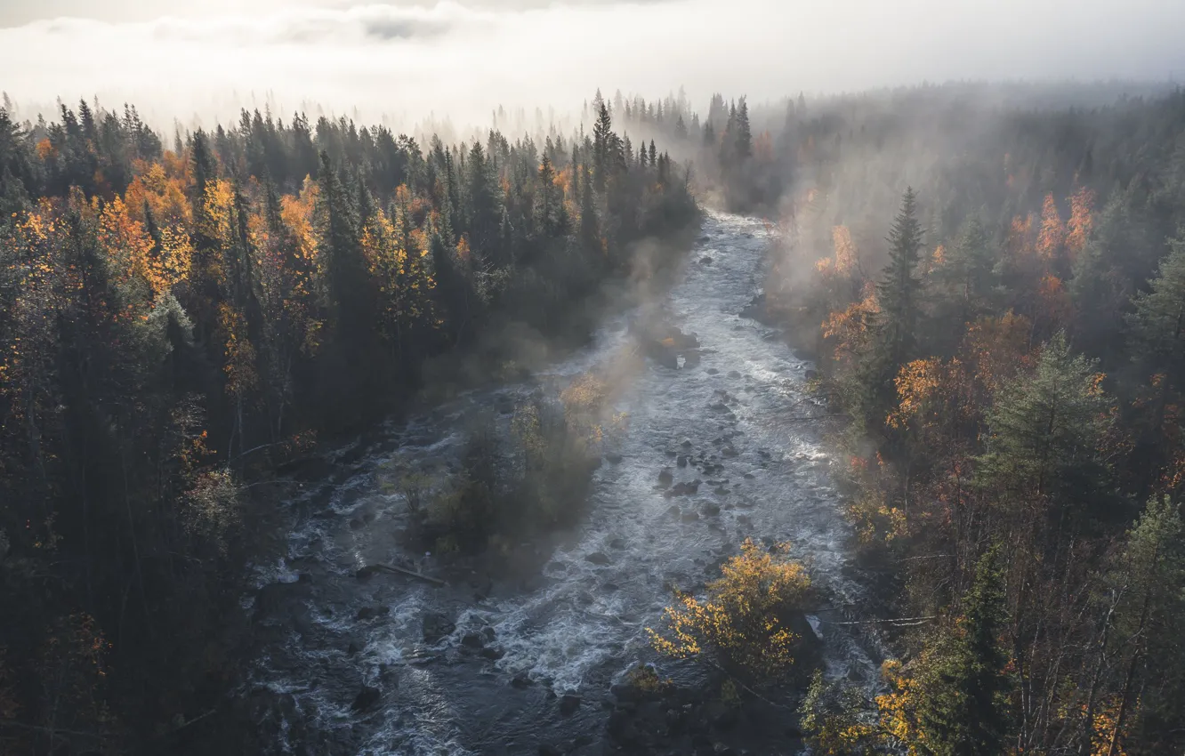 Photo wallpaper for, fog, trees, water, river, forest