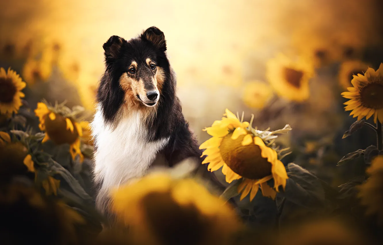 Photo wallpaper sunflowers, dog, bokeh, Collie, Scottish shepherd