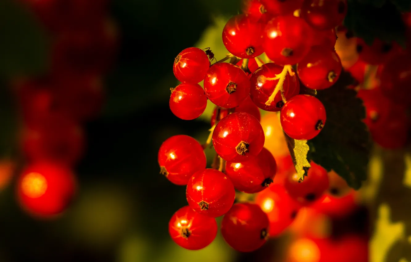 Photo wallpaper summer, macro, red, berries, harvest, ants, currants, juicy