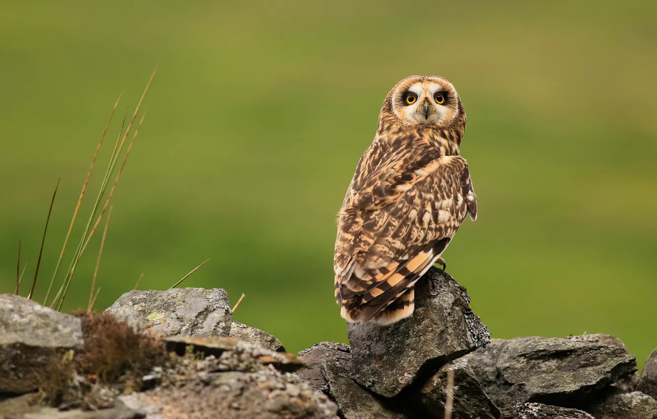 Photo wallpaper look, nature, green, stones, background, owl, bird