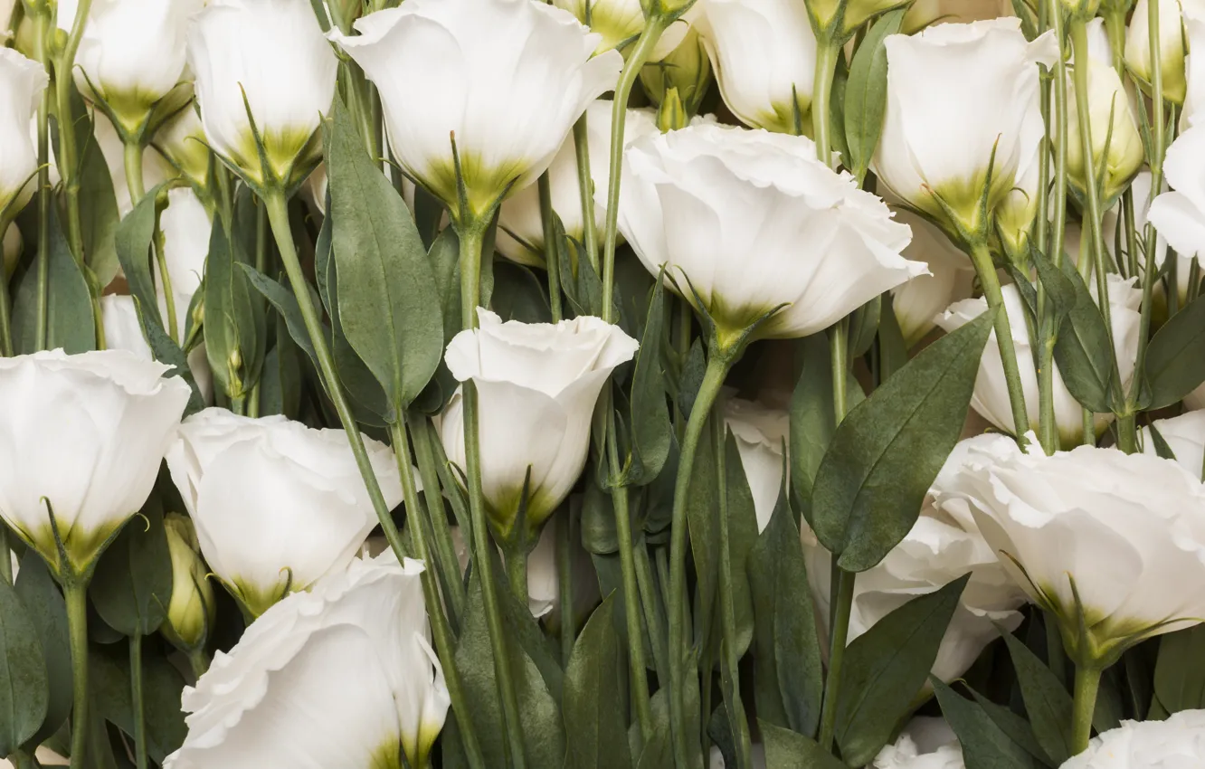 Photo wallpaper flowers, bouquet, white, buds, eustoma, eustoma