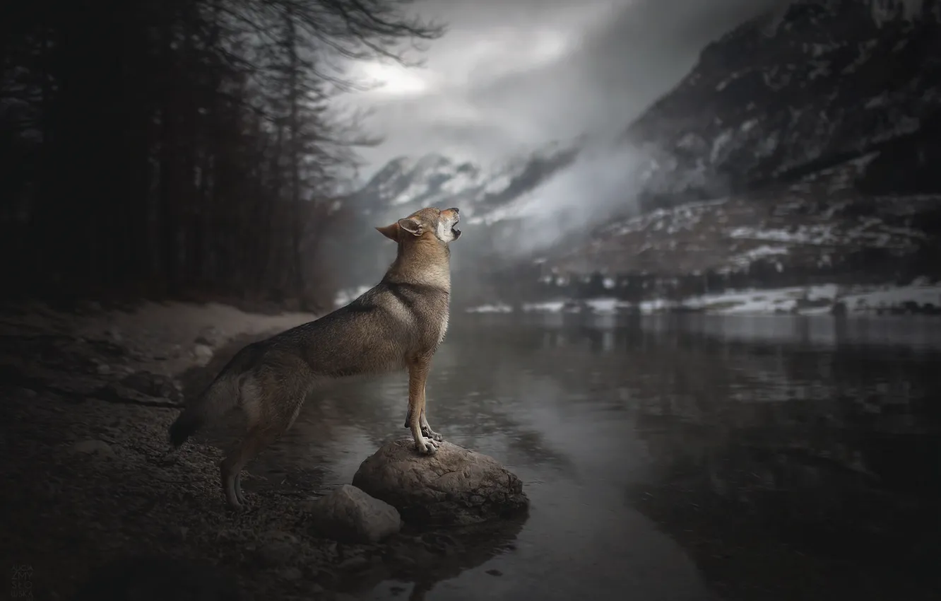 Photo wallpaper mountains, river, dog, howl, Voice of Wilderness