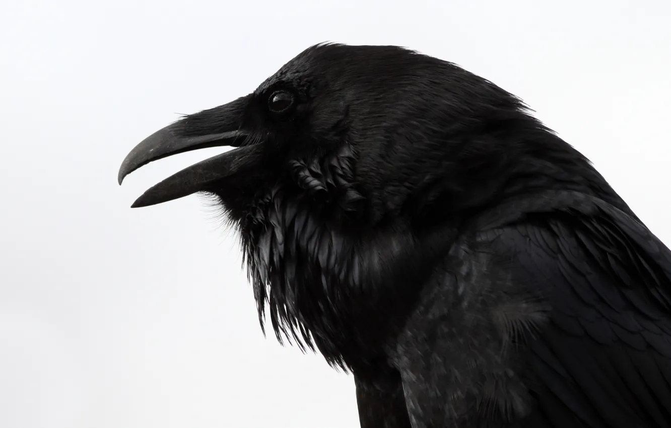 Photo wallpaper Raven, looks, the, Raven, &ampquot;Nevermore&ampquot;, &ampquot;Quoth