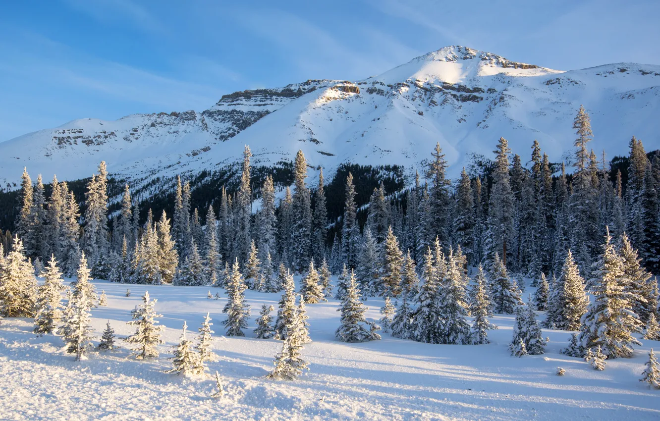Photo wallpaper winter, forest, the sky, the sun, snow, trees, mountains