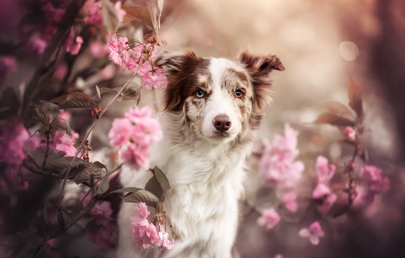 Photo wallpaper look, face, branches, dog, Sakura, flowering, flowers, Australian shepherd